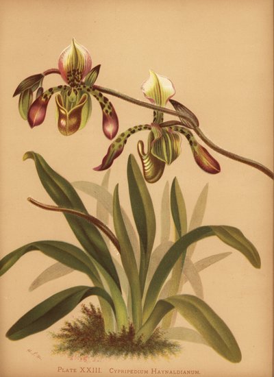 Paphiopedilum Haynaldianum Orchid by Unknown